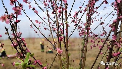 紫金礦業 讓水更清、山更綠、礦山更美麗——文化藝術交流咨詢